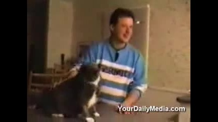 Дори И Котките Проговориха ! Смях