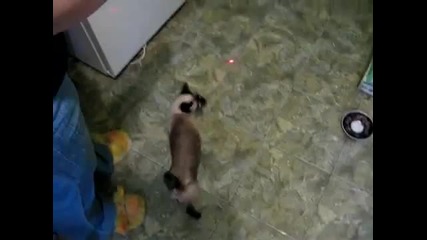 Котка-паяк. Смях!