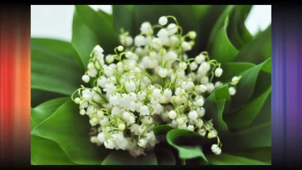 С аромат на момина сълза... ...(richard Clayderman)