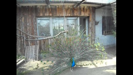 Красив паун