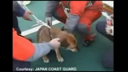 Куче Преживяло 3 Дни В Океана При Цунамито В Япония