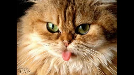 Сладки Котенца - Снимки