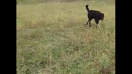 Български Овчарски Кучета - работни