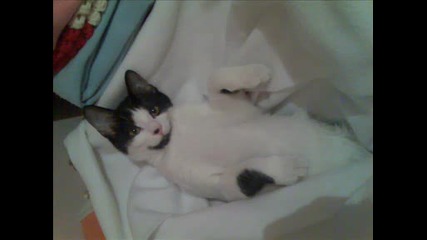 Моето коте !