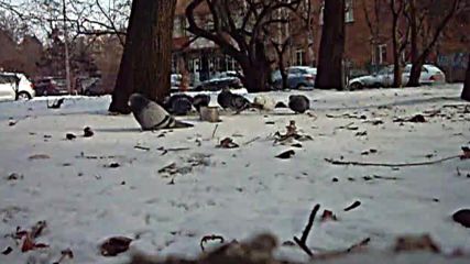 На живо ! Хранилката 7.1.2019