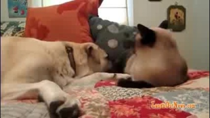 Boxing Cat Beats Up Dog For Touching Him