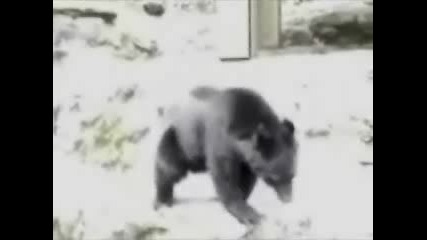 Мечка Жонглиор