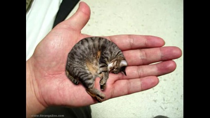 Най - малката котка в света 