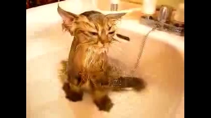 Това коте не обича да се къпе 