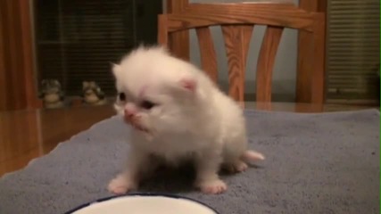 Бебе коте със сладка муцунка