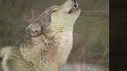 Wolfpakk - Cry Wolf