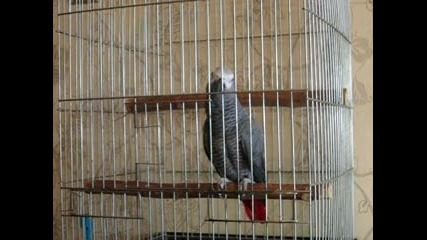 говорящ папагал Роко 6(chernia)