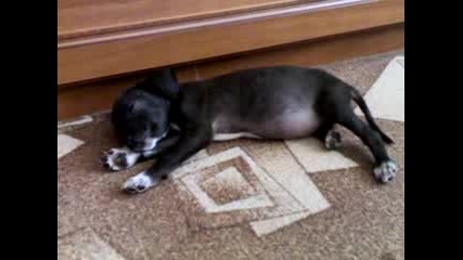 mixed breed