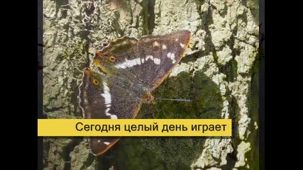 Листопад