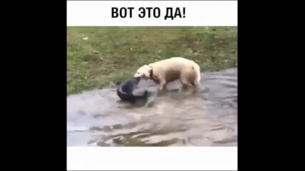 Ето така се лови риба! Нека му завиждат всички рибари!!!