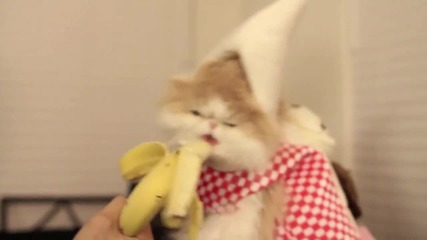 Коте яде банан