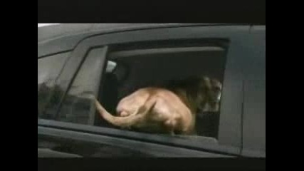 Dodge Ass - Виж Ми Дупето