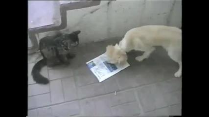 Котки се забавляват - компилация от смешни клипчета
