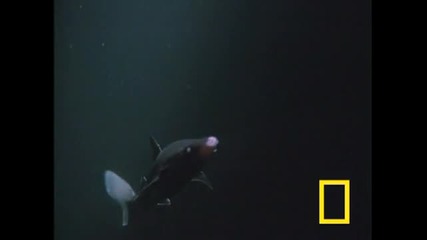 National Geographic - Shark vs Octopus