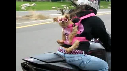 Mомиче вози кученцето си на пистов мотор