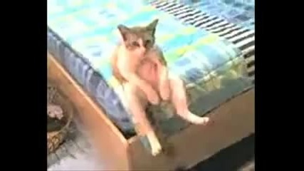 Сръбска депресирана котка !