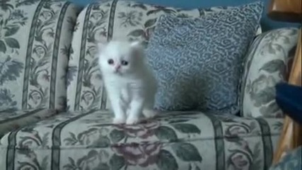 Сладко Котенце 