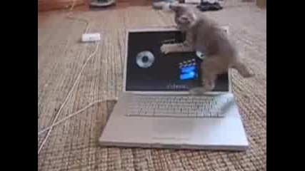 Котенце си играе с лаптоп 