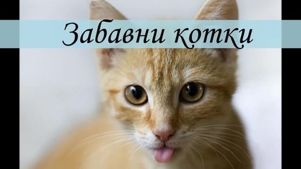 Забавни котки