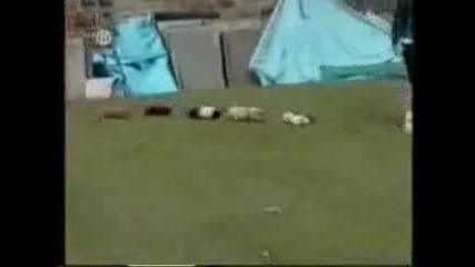 Смешни моменти с животни