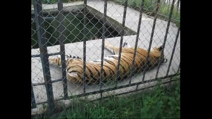 В Зоологическата градина - Тигър