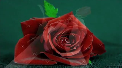 Една българска роза (one Bulgarian Rose)