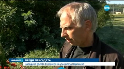 Засадиха дърво в памет на убитата Вероника