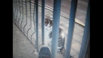 Crazy cat