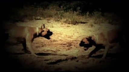 Haftbefehl ft. Bero Bass_ Farid Bang - Scheiss auf Verr