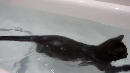 Котка която не се страхува от водата