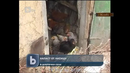 Напаст от лисици