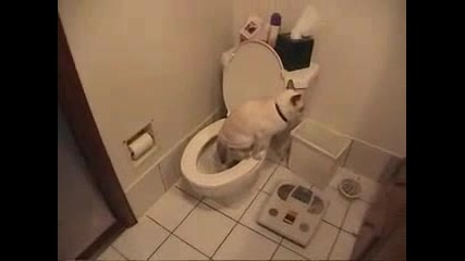 Котка ползва тоалетни чиния и хартия