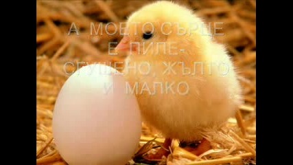 Цеца Пиле