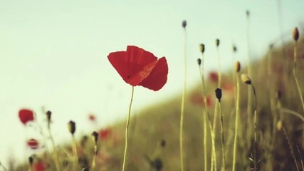 Will Atkinson - - Forgotten Fields Original Mix Hd 