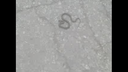 Малка змия