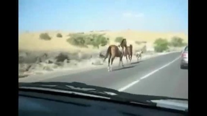 Кон чупи предното стъкло на кола !!