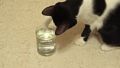 Котка и газирана вода