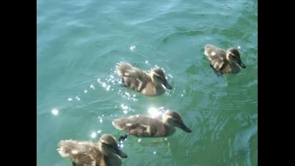 Relaxing music - Ducks
