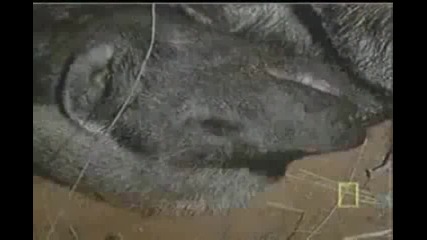 Най безстрашното животно: Медоядът 