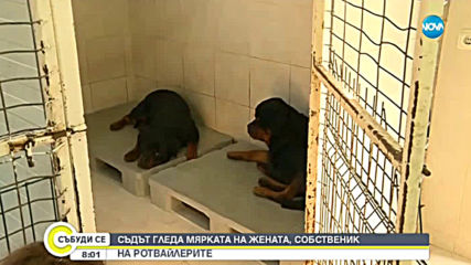 Съдът ще гледа мярката на собственичката на ротвейлерите, нападнали три деца