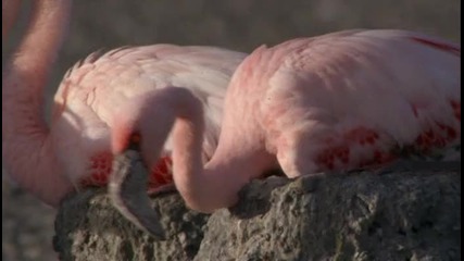Розовото фламинго 