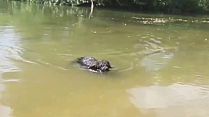 Сладко и красиво куче на първото си плуване в реката сред природата