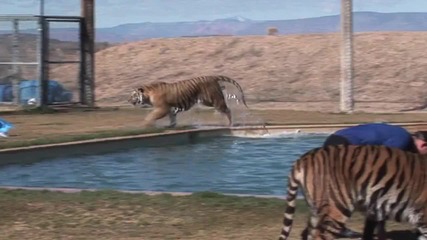 Най-добрите скокове на тигри (част 2)