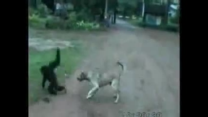 Смях!!! Маймуна се Закача с Куче