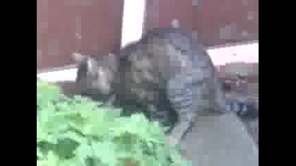 Sex s kotki
